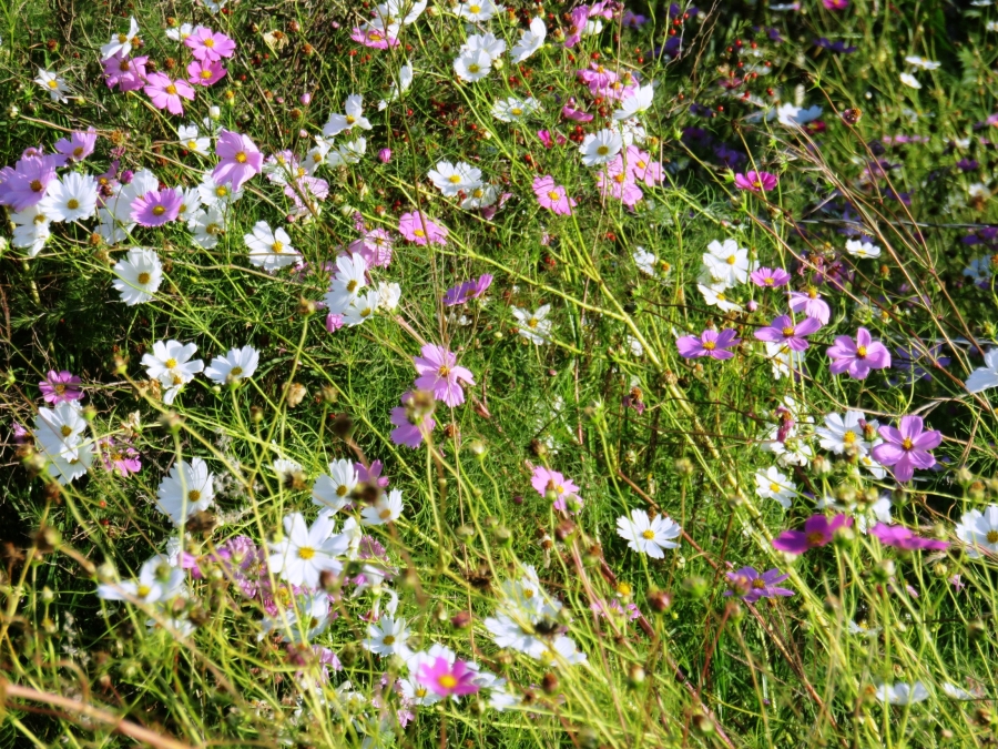 0 Bedroom Property for Sale in Oranjeville Free State